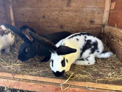 Bild 6:Blaue Wiener und Schwarze Kaninchen