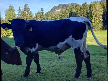 Bild 6:Pinzgauer Sprungstier