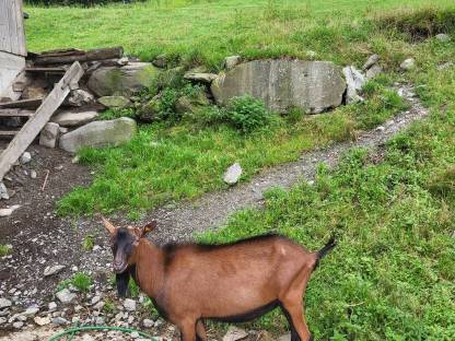 Verkaufe Hb Ggz bock