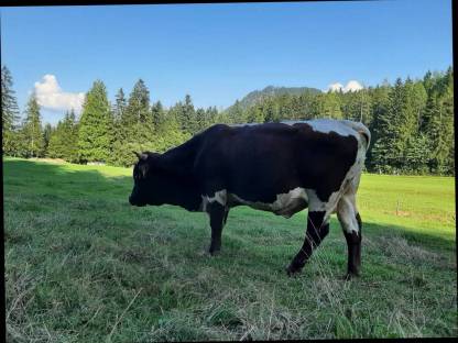 Bild 5:Pinzgauer Sprungstier