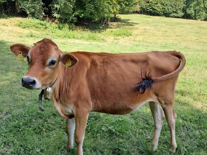 Verkaufe Jersey Kalbin