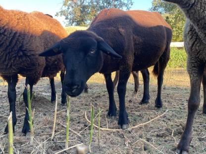 Bild 4:Reinrassige Bio-Zuchtauen