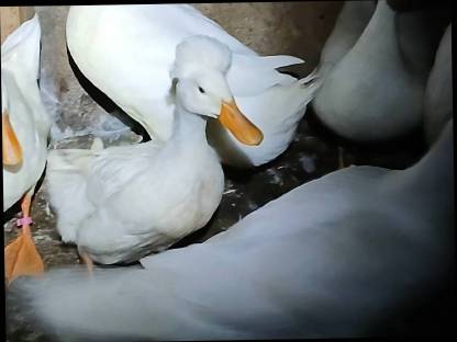 Bild 4:Landenten-Pärchen mit Haube