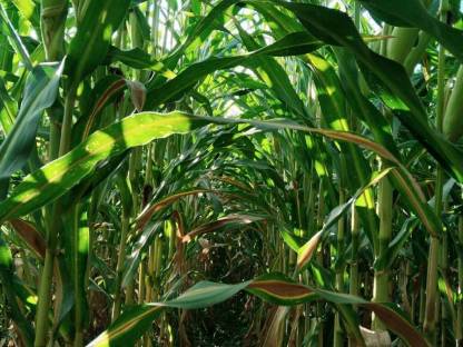 Bild 4:Bio-Silo-Mais 2,5 ha