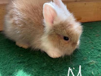 Bild 2:Löwenkopf Hasen