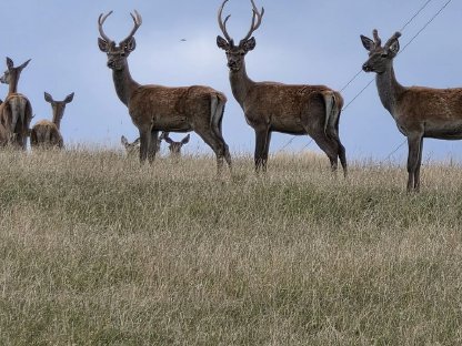 Bild 3:Rotwild Zuchthirsch