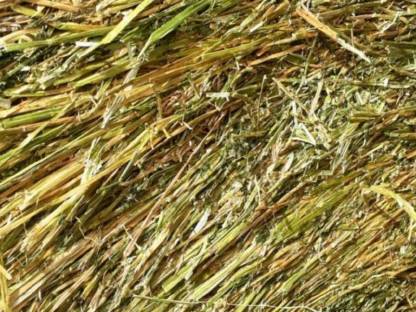 Bild 3:Klee, Heu und Silomais