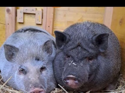 Verkaufe 2 Mini Schweine