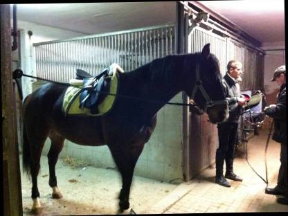 Bild 6:Reitbeteiligung, Pflegebeteiligung, Pferd