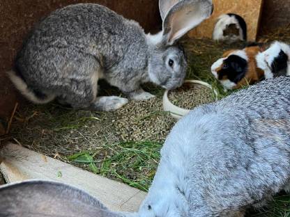 Bild 2:Deutscher Riese