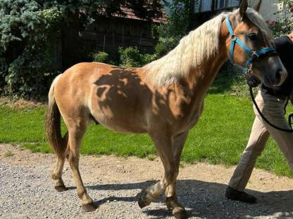 Bild 2:Haflinger-Wallach