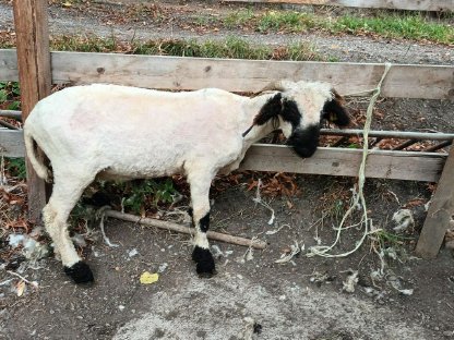 Bild 2:Walliser schafe