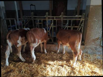 Bild 3:Fleckvieh Stierkälber