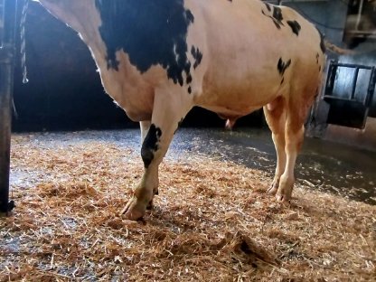 Bild 4:Deckbulle Weiß Blauer Belgier Bio Bulle