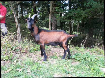 Pinzgauerbock