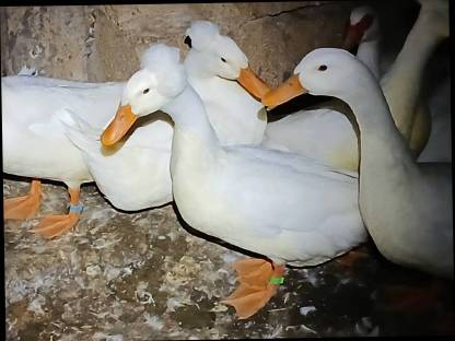 Bild 2:Landenten-Pärchen mit Haube