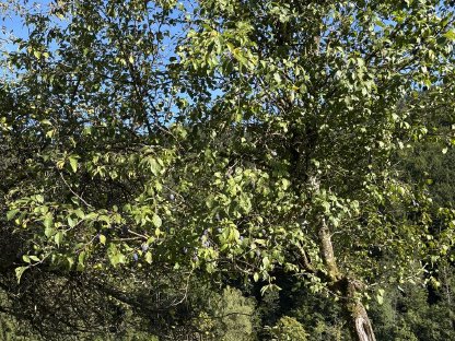 Bild 5:Bio Äpfel Zwetschgen und Mostbirnen