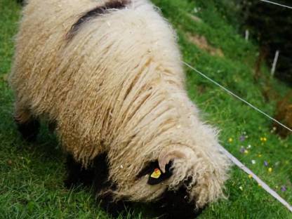 Bild 2:Walliser Schwarznasen Auen