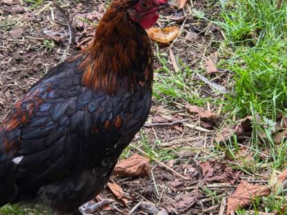 Marans Hähne