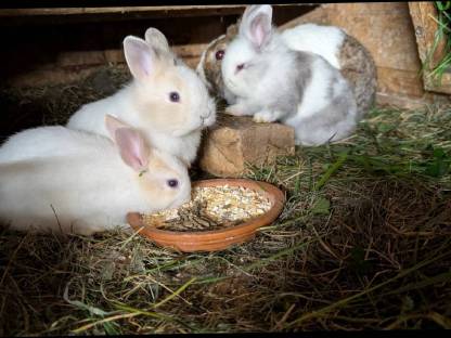 Bild 9:Löwenkopf Zwergkaninchen in allen Farben