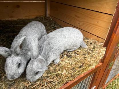 Bild 5:Helle Großsilber Jungtiere