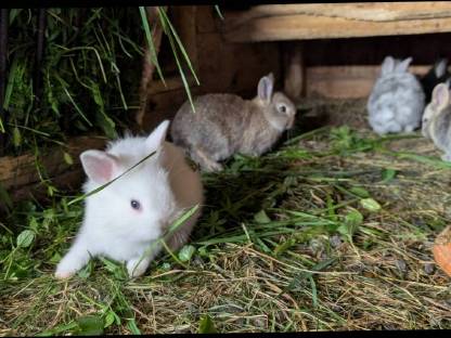 Bild 4:Liebe kleine Löwenkopf-Zwergkaninchen