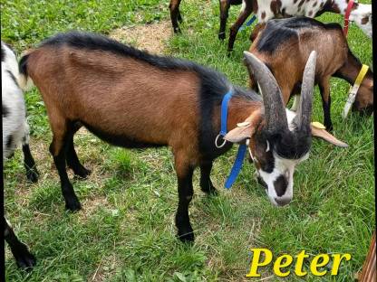 Bild 5:Tauernschecken Kitzböcke