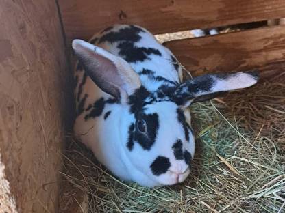 Kaninchen Dalmatiner Rex