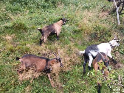 Bild 3:Passeirer Kitz