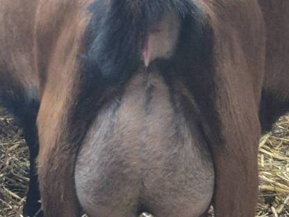 Bild 5:HB Gämsfarbige Gebirgsziegenkitze