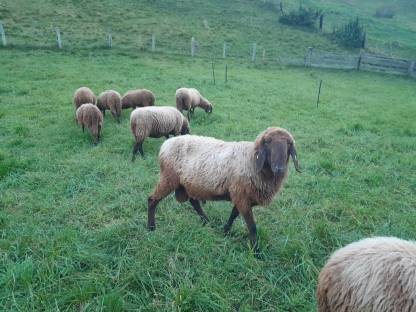 Bild 2:Brauner Bergschafwidder