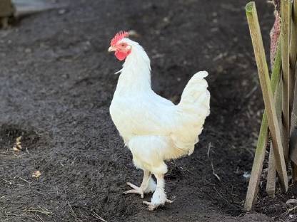 Bild 9:Reinrassige Olivleger-Hähne