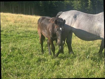 Bild 2:Norikerstutfohlen