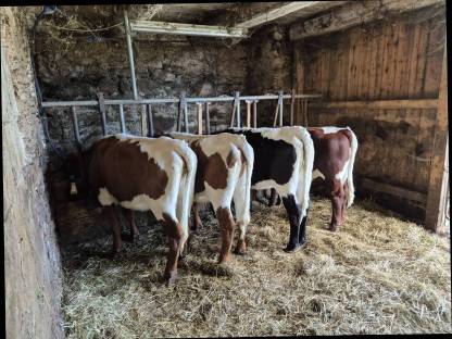 Bild 2:Pinzgauer Kalbinnen