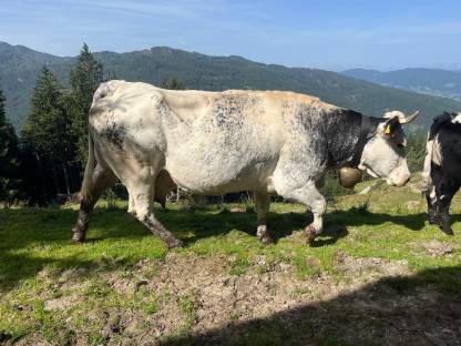 Bild 3:Mutterkuh, WB + FL, 2017, kleinträchtig