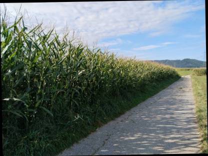 Bild 2:Bio-Silo-Mais 2,5 ha