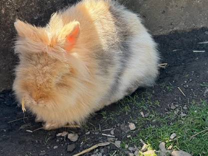 Bild 9:Löwenkopf Hasen