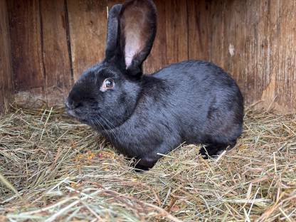 Bild 5:Blaue Wiener und Schwarze Kaninchen