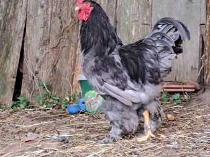 Bild 8:Bruteier Ayam Cemani, Brahma