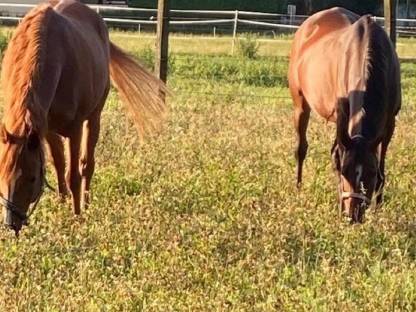 Bild 6:Vollblutaraberstute braun mit einem Herz aus Gold