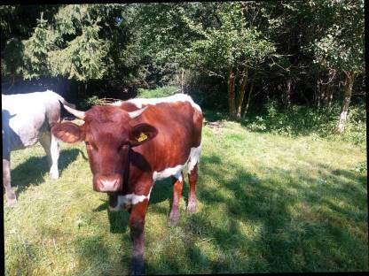 Bild 4:Pinzgauer Kalbin, Färse, Kuh