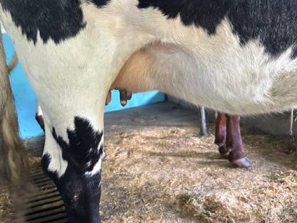 Bild 3:Trächtige Pinzgauerkalbin schwarz