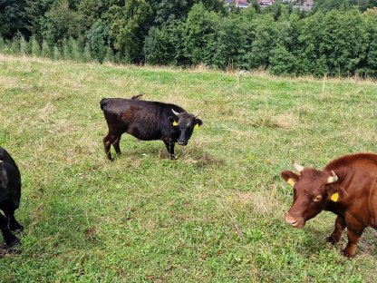 Bild 5:Dexter Rinder