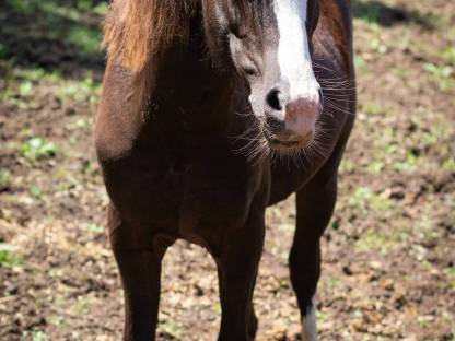 Bild 3:Welsh A Jährlingshengst