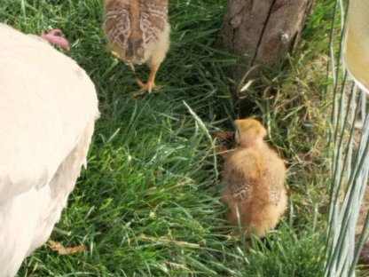 Bild 2:Bruthenne mit Küken