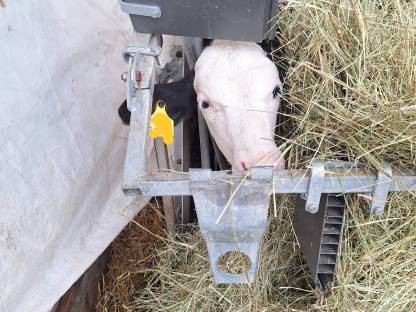 Bild 3:Fleckvieh Stierkalb