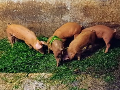Bild 3:Ferkel zu verkaufen