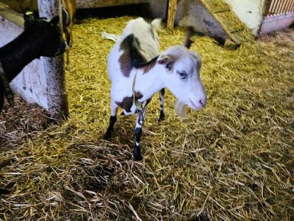 Bild 8:Bio-Milchziegen und Bio-Ziegenkitze weiblich