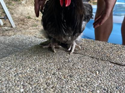 Bild 2:Schenke meinen schönen Orpington-Hahn her