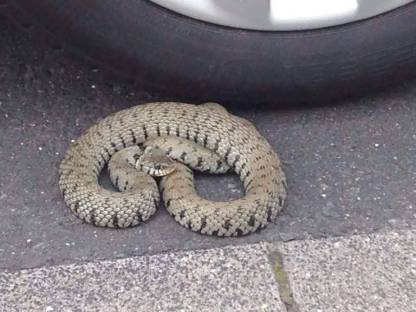 Bild 2:Verkaufe Bigbagdosierer